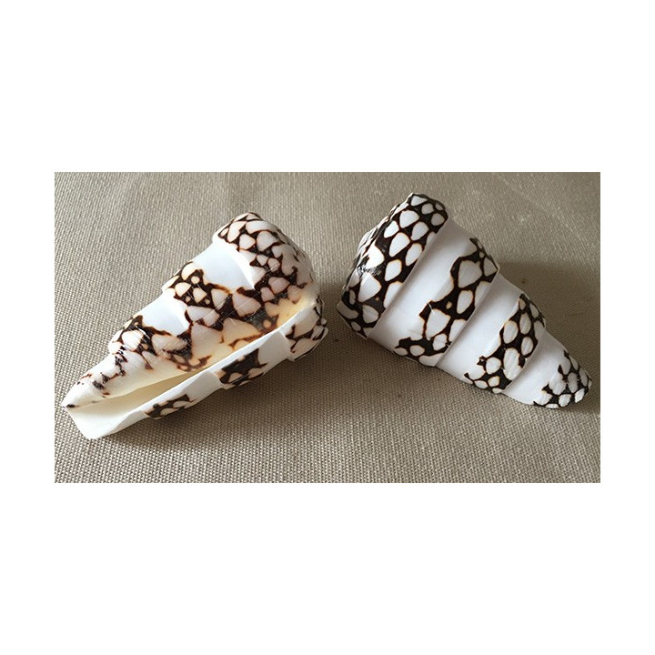 Conus Marmoreus Bande 8cm lot de12