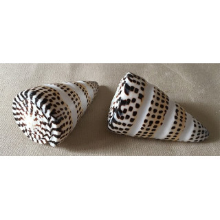 Conus Litteratus Band 8cm lot of 12