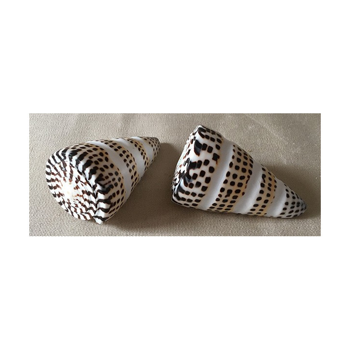 Conus Litteratus Bande 8cm lot de 12