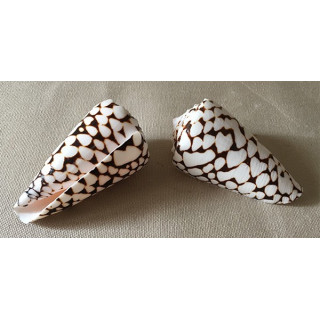 Conus Marmoreus 8/10cm lot of 20