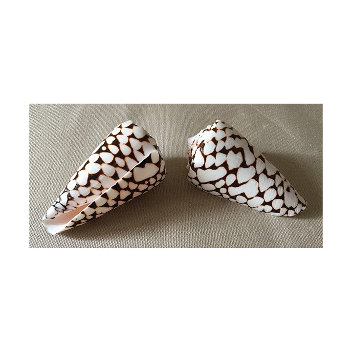 Conus Marmoreus 8/10cm lot de 20