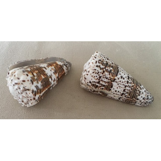Conus Imperialis 5/6cm lot of 20