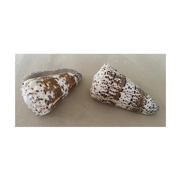 Conus Imperialis 5/6cm lot of 20