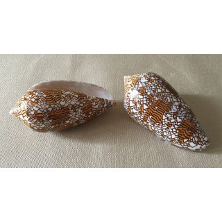 Conus Textile 6/7cm lot of 20