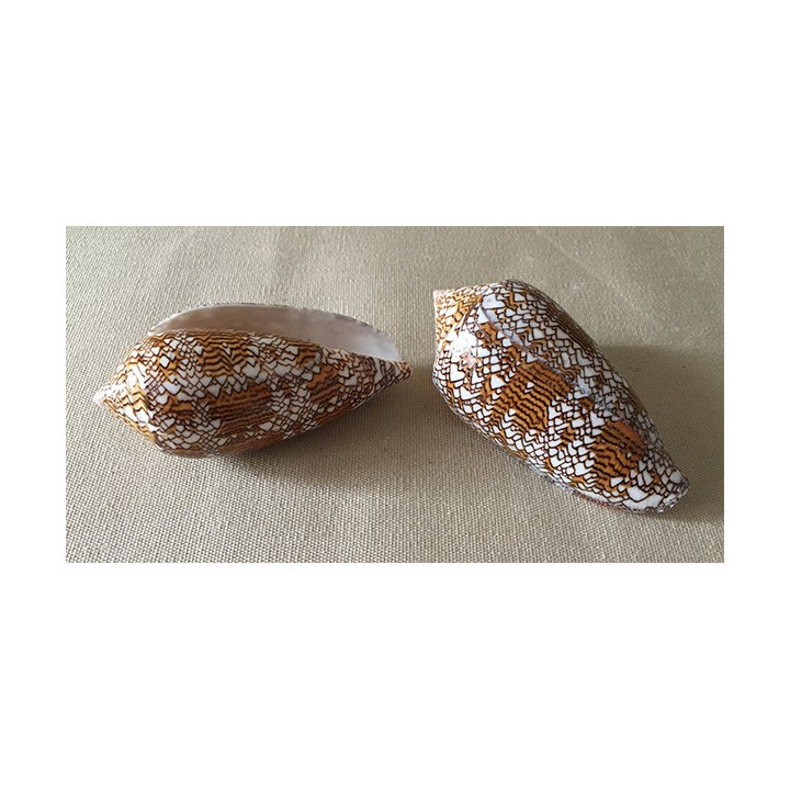 Conus Textile 6/7cm lot of 20