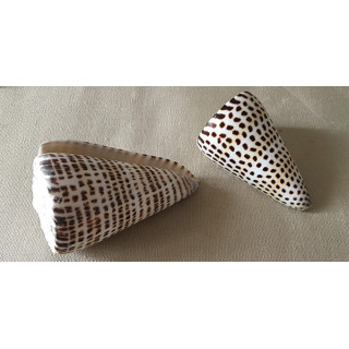 Conus Litteratus 7/8cm lot de 20