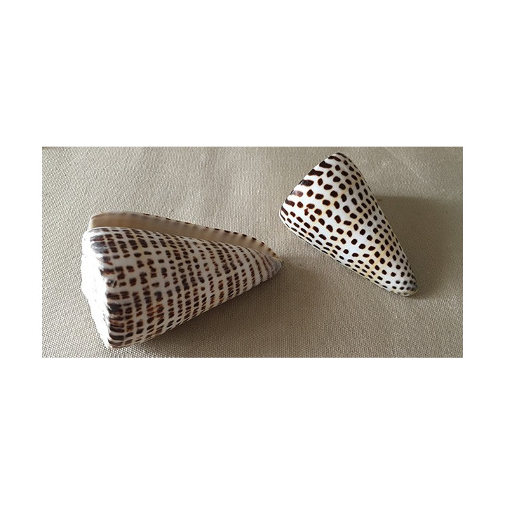 Conus Litteratus 7/8cm lot de 20