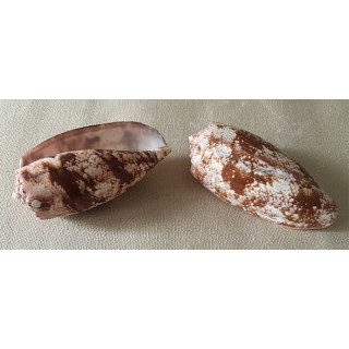 Conus Geographus 9/11cm lot of 12