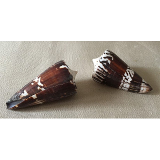 Conus Generalis 6/7cm lot of 12