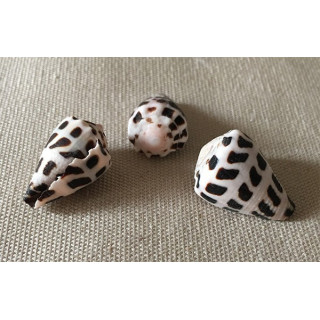 Conus Ebraus 2.5/3cm lot de 50