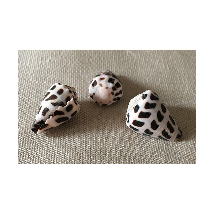 Conus Ebraus 2.5/3cm lot of 50