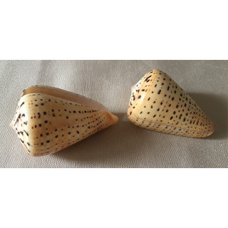 Conus Betilinus 8/9cm lot of 12