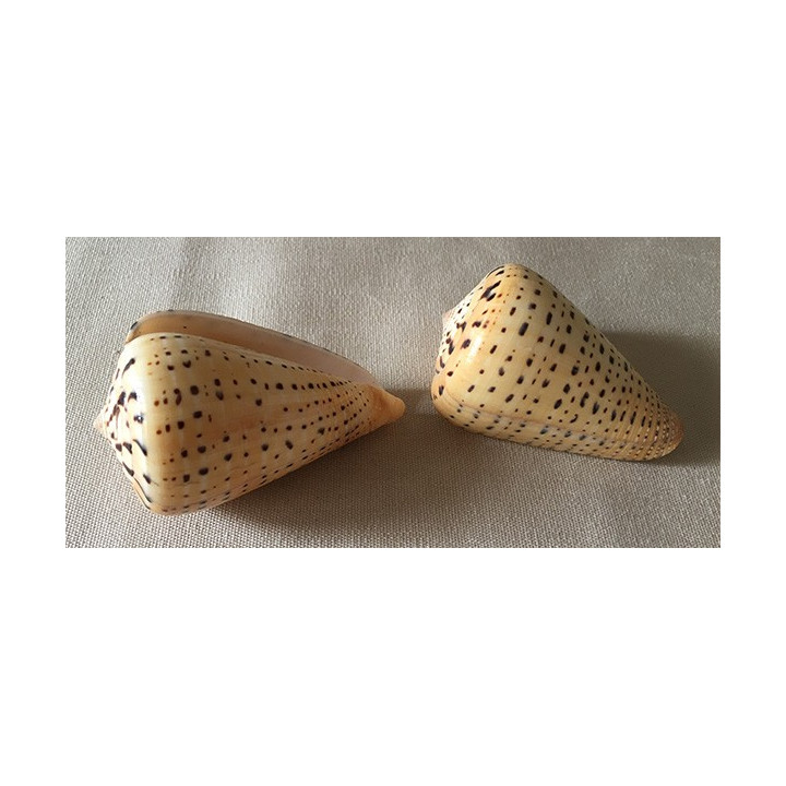 Conus Betilinus 8/9cm lot de 12