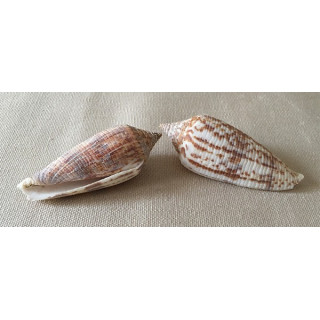 Conus Australis 6/7cm lot of 12