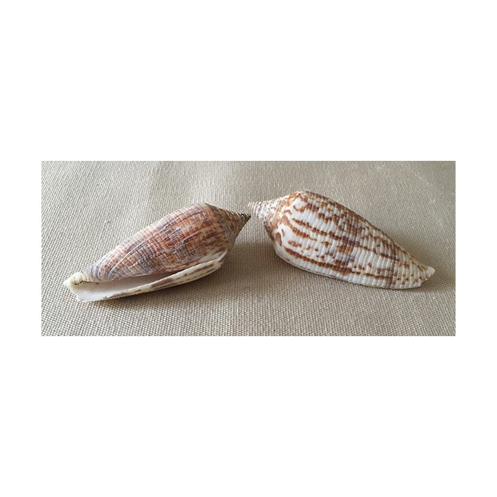 Conus Australis 6/7cm lot of 12