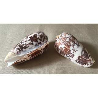 Conus Striatus 5/7cm lot of 12