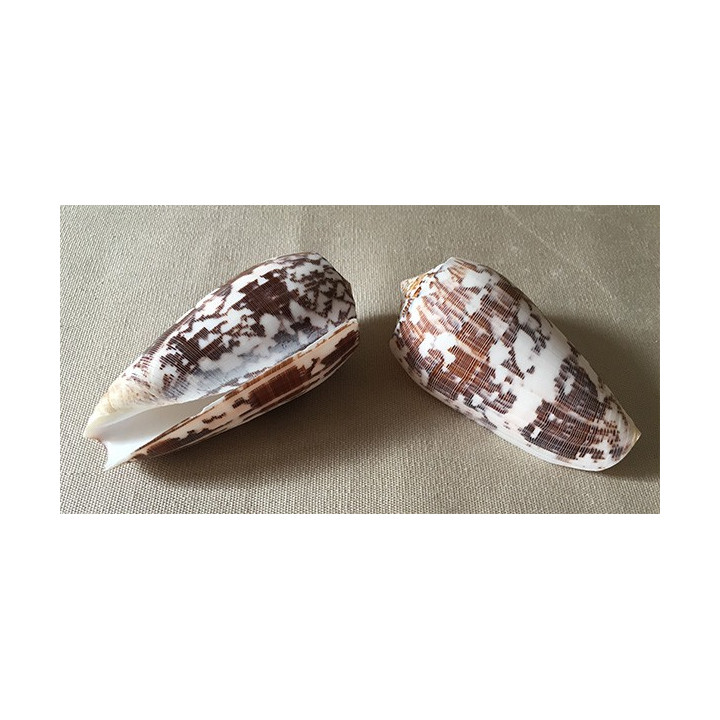 Conus Striatus 5/7cm lot of 12