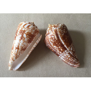 Conus Behelokensis 4.6/5.8cm lot of 3