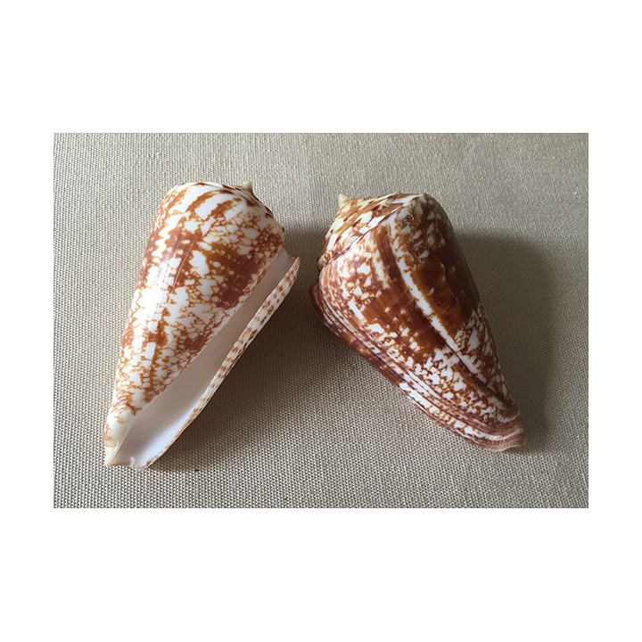 Conus Behelokensis 4.6/5.8cm lot of 3