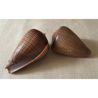 Conus Figulinus 6/7cm lot of 12
