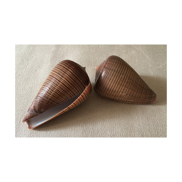 Conus Figulinus 6/7cm lot of 12