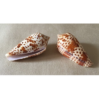 Conus Lynceus 7/8cm lot of 12