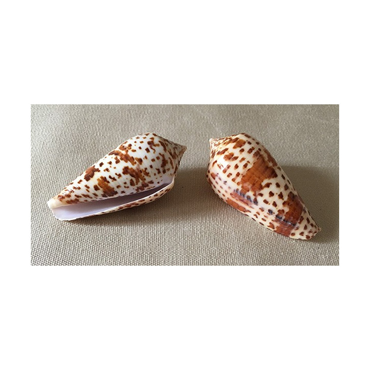 Conus Lynceus 7/8cm lot de 12