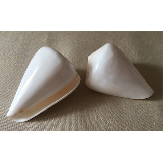 Conus Betilinus all White 8/9cm lot of 12