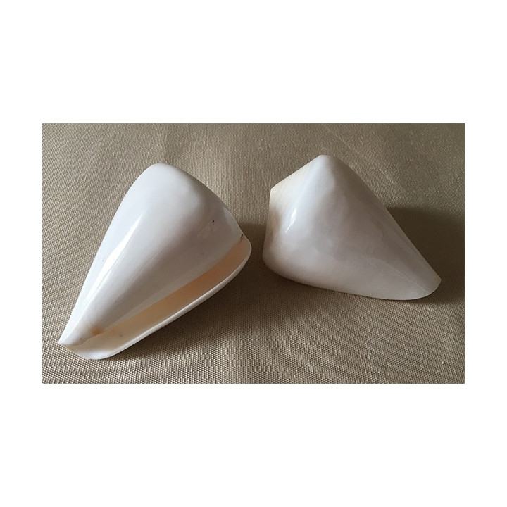 Conus Betilinus tout Blanc 8/9cm lot de 12