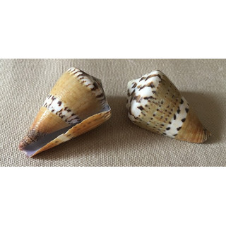 Conus capitaneus 4.5/5.5cm lot of 12