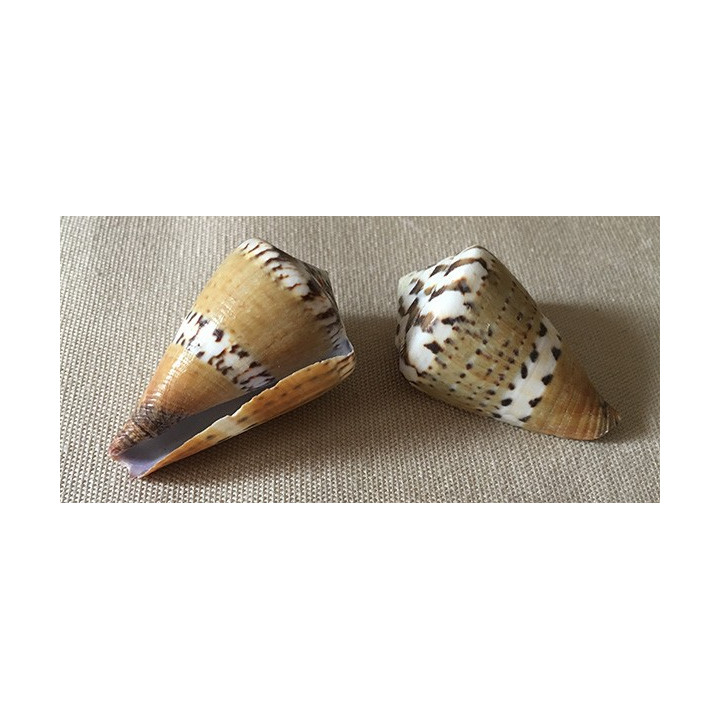Conus capitaneus 4.5/5.5cm lot de 12