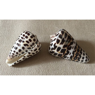 Conus Polyglotus 3.5/4.5cm lot of 6