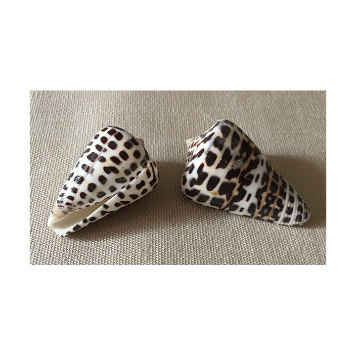 Conus Polyglotus 3.5/4.5cm lot of 6