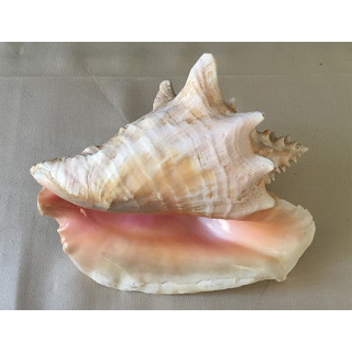 Strombus Gigas 20/22cm