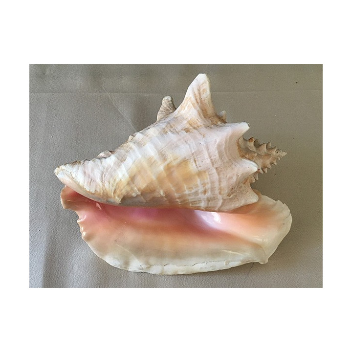 Strombus Gigas 20/22cm