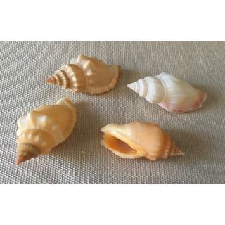 Strombus Erythrinus 3/3.5cm