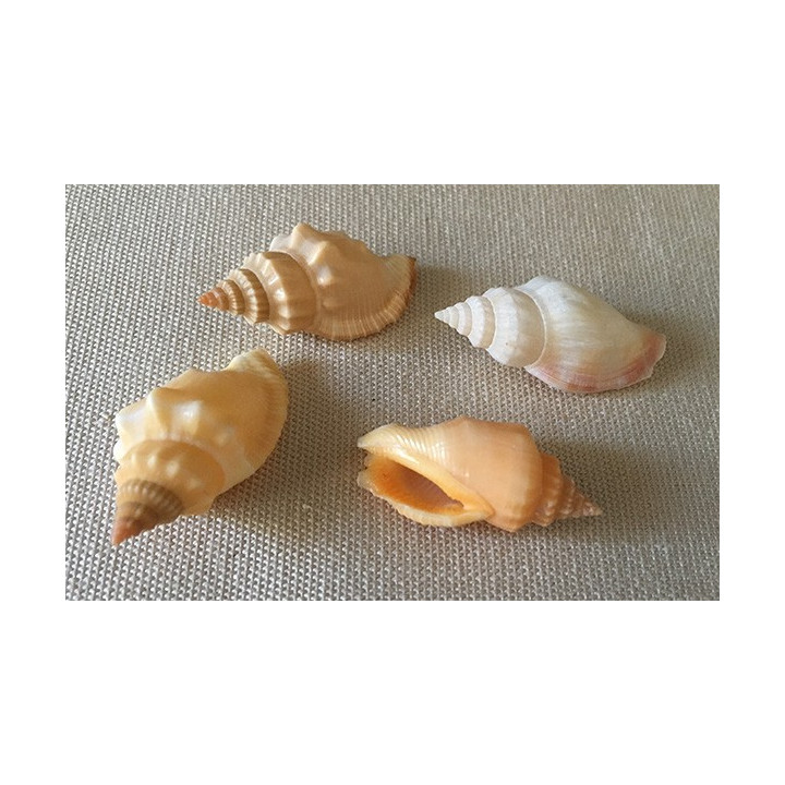 Strombus Erythrinus 3/3.5cm