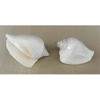 White strombus canarium 5/6cm by 25
