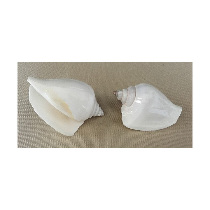 Strombus Canarium Blanc 5/6cm par 25