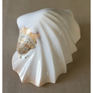 Strombus Latissimus Blanc Festonné 12/13cm par 6