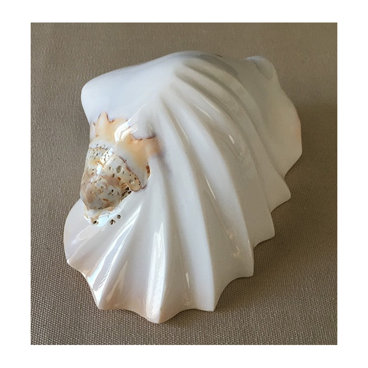 Strombus Latissimus Blanc Festonné 12/13cm par 6