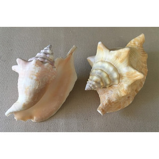 Strombus Gallus 9/11cm par 6