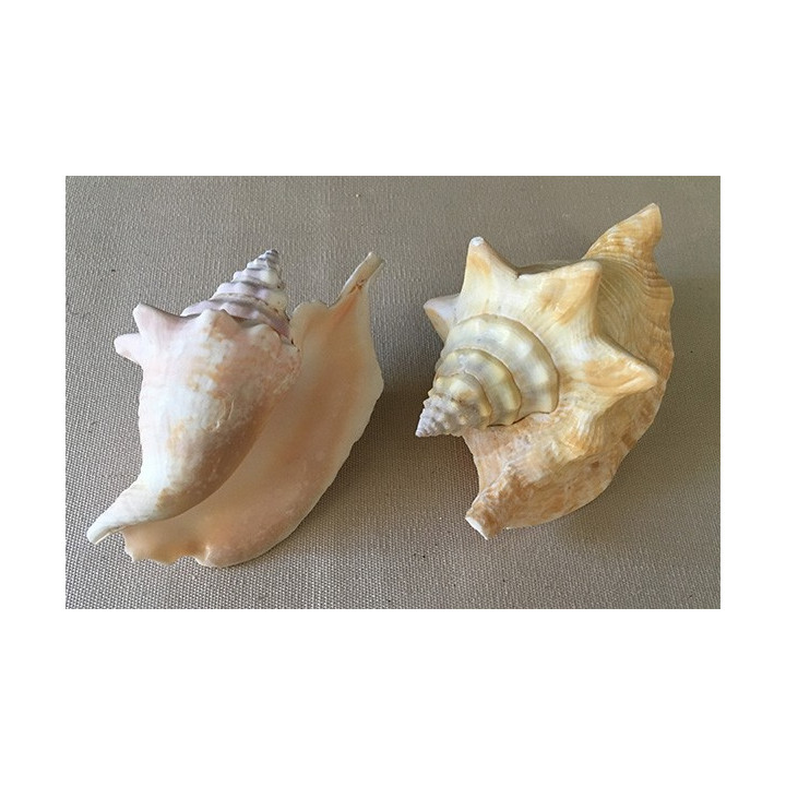 Strombus Gallus 10/12cm by 12