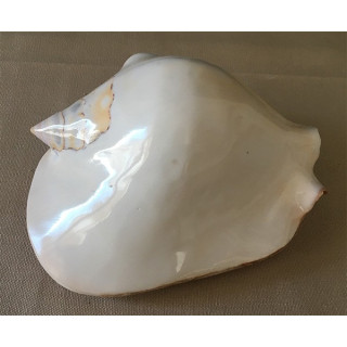 Strombus Latissimus Poli Blanc 14/16cm par 6