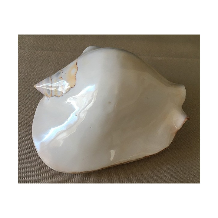 White polished strombus latissimus 14/16cm by 6