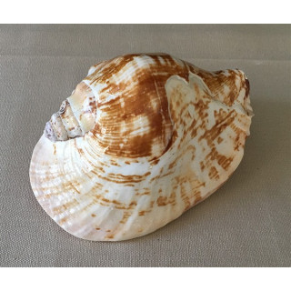 Natural strombus Latissimus 13/16cm by 6