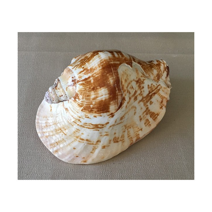 Natural strombus Latissimus 13/16cm by 6