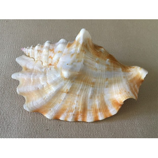 Strombus Sinuatus 8/9cm by 12