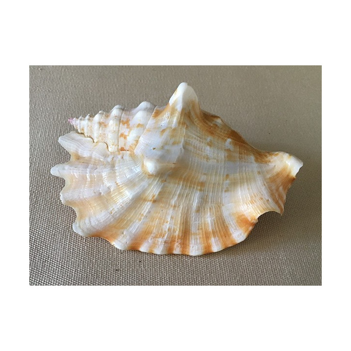 Strombus Sinuatus 8/9cm par 12