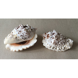 Strombus Lentiginosus with Opercule 7/7.5cm by 3